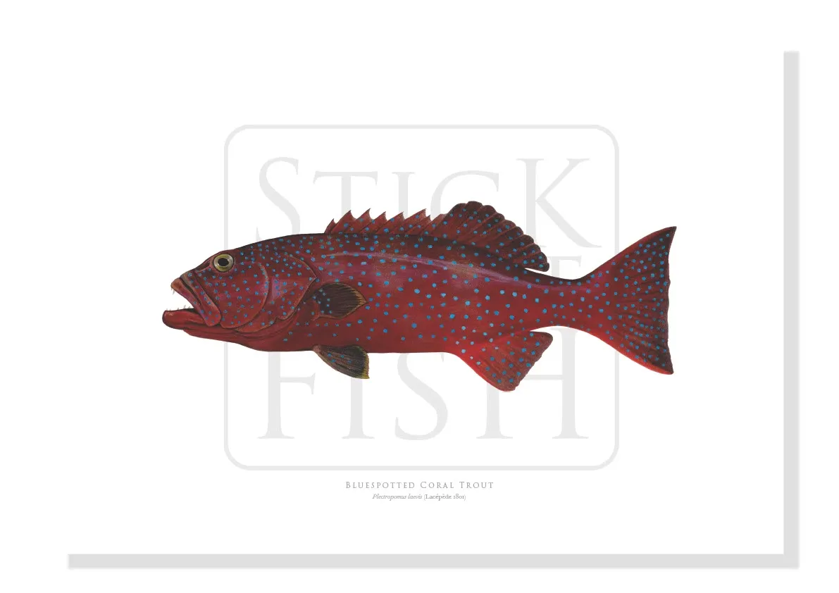 Bluespotted Coral Trout, Plectropomus laevis (Lacépède, 1801) - Fine Art Print