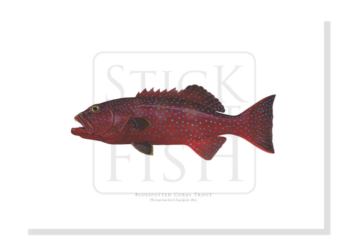 Bluespotted Coral Trout, Plectropomus laevis (Lacépède, 1801) - Fine Art Print