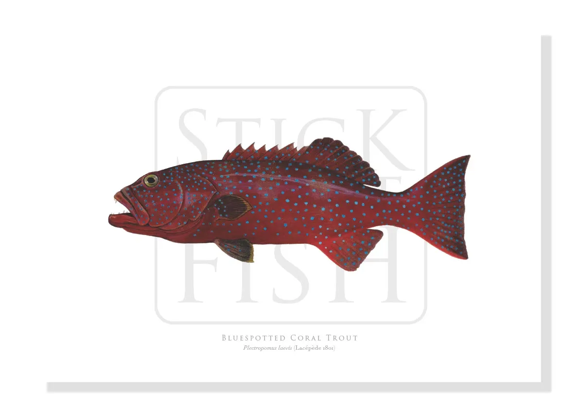 Bluespotted Coral Trout, Plectropomus laevis (Lacépède, 1801) - Fine Art Print
