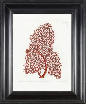 CORAL PRINT Ellis  Art Print 25 Beautiful Antique Sea Ocean Red Coral Nature to Frame Home Decoration Wall Hanging