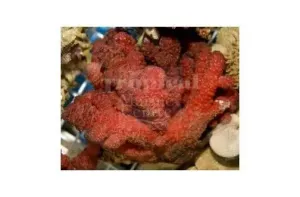 Fire Soft Coral (Nephthyigorgia spp)
