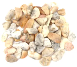Fossilised Coral Agate Polished Tumble Stone