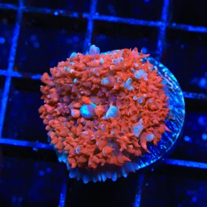 Frosted Saint Thomas Mushroom Coral