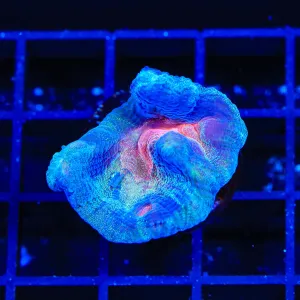 Glitter Pectinia Coral