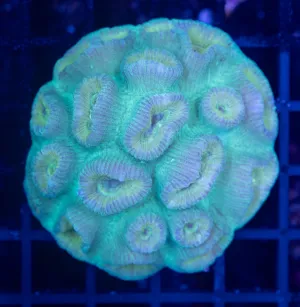 Green Barabottia