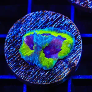 JF Purple People Eater Favia Coral