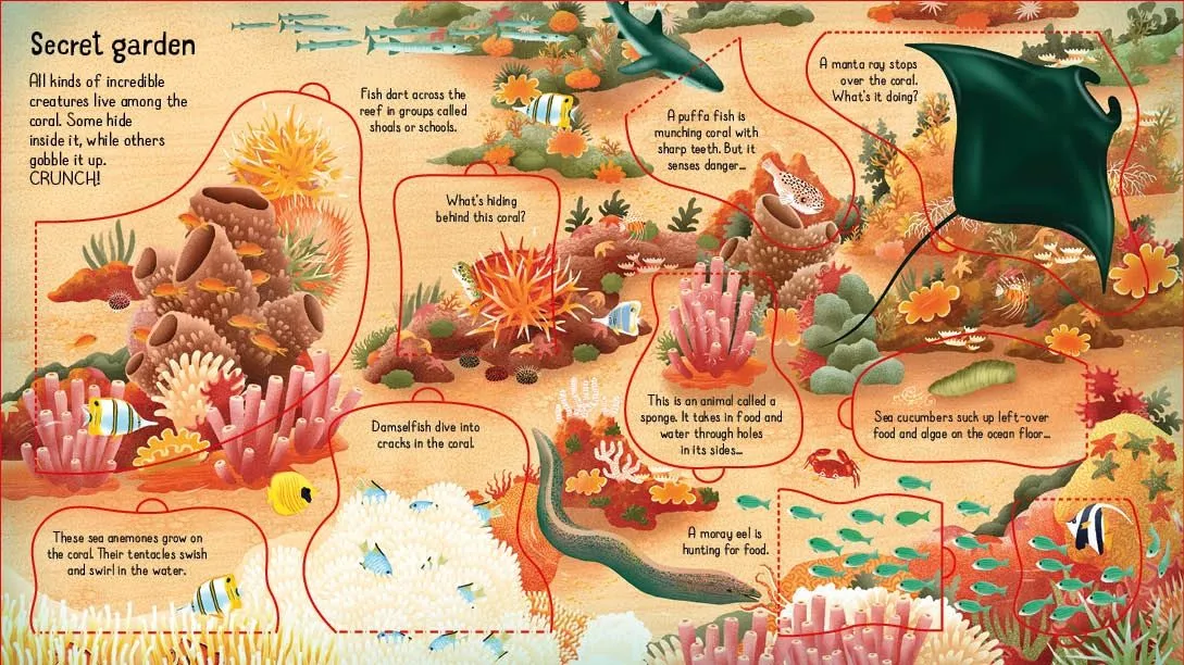 Look Inside a Coral Reef | Usborne Lift the Flap Book