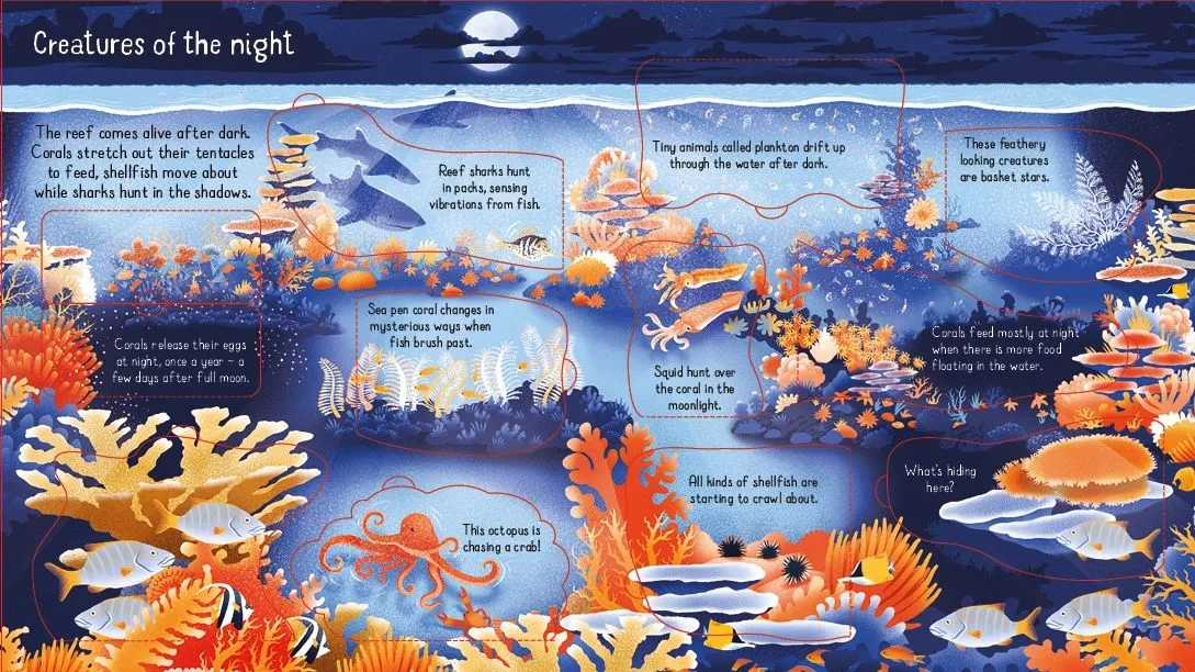Look Inside a Coral Reef | Usborne Lift the Flap Book