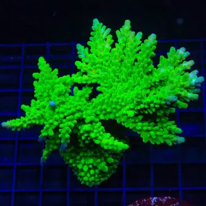 ORA Frogskin Acropora Colony Coral