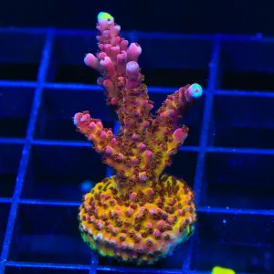 PC Rainbow XL Acropora Coral