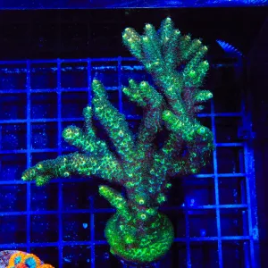 TSA Rick Moranis Acropora Colony Coral