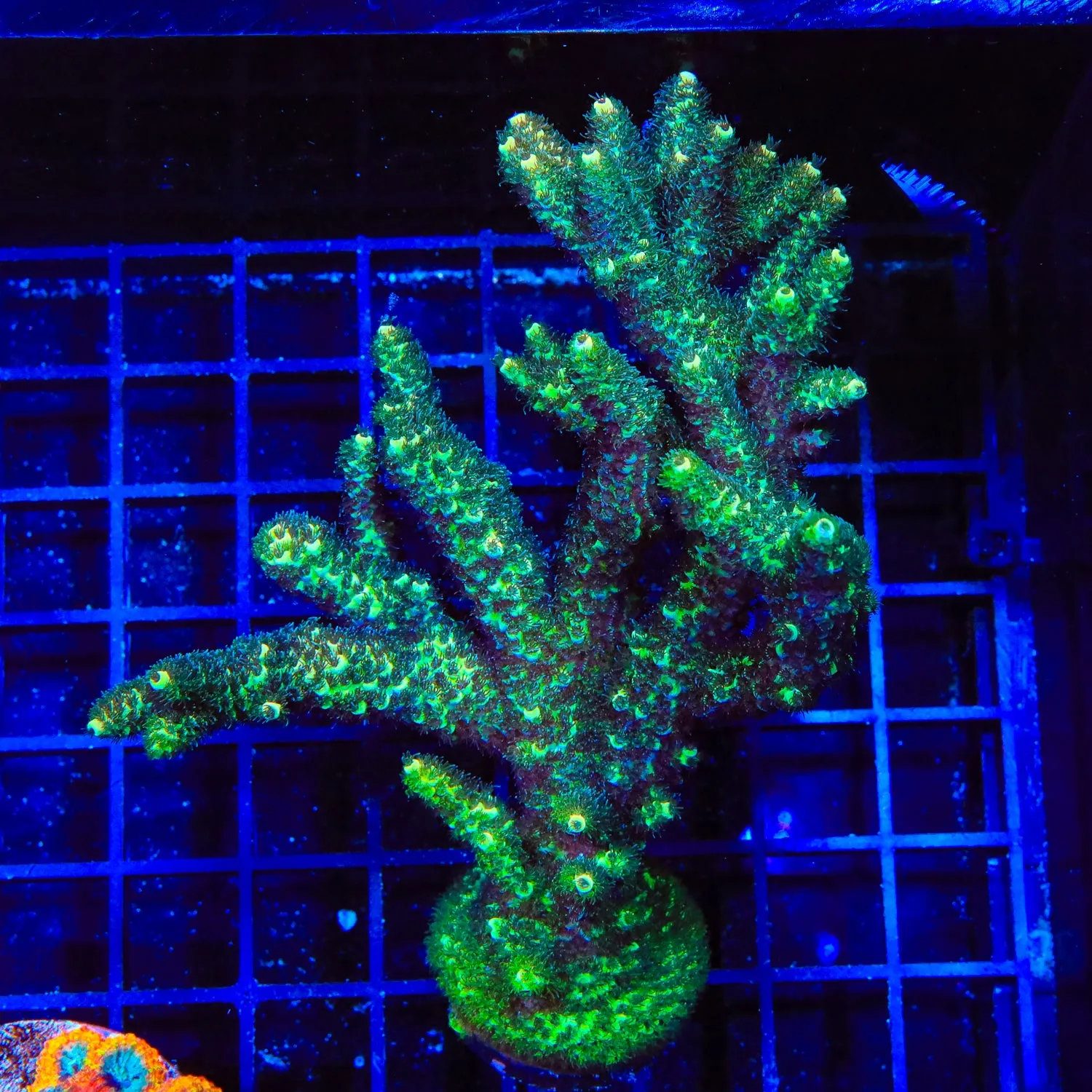 TSA Rick Moranis Acropora Colony Coral