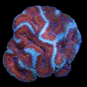 Ultra Symphyllia Coral